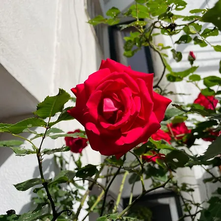 Casa vacanze Blue Laguna Pines Retreat Golem (Tirana)