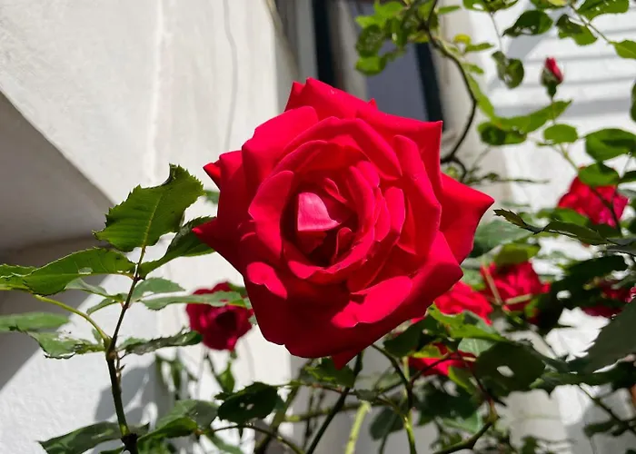 Hébergement de vacances Blue Laguna Pines Retreat Golem (Tirana)